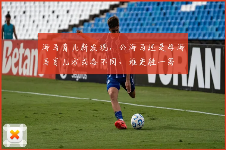 海马育儿新发现，公海马还是母海马育儿方式各不同，谁更胜一筹